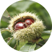 Chestnuts are harvested